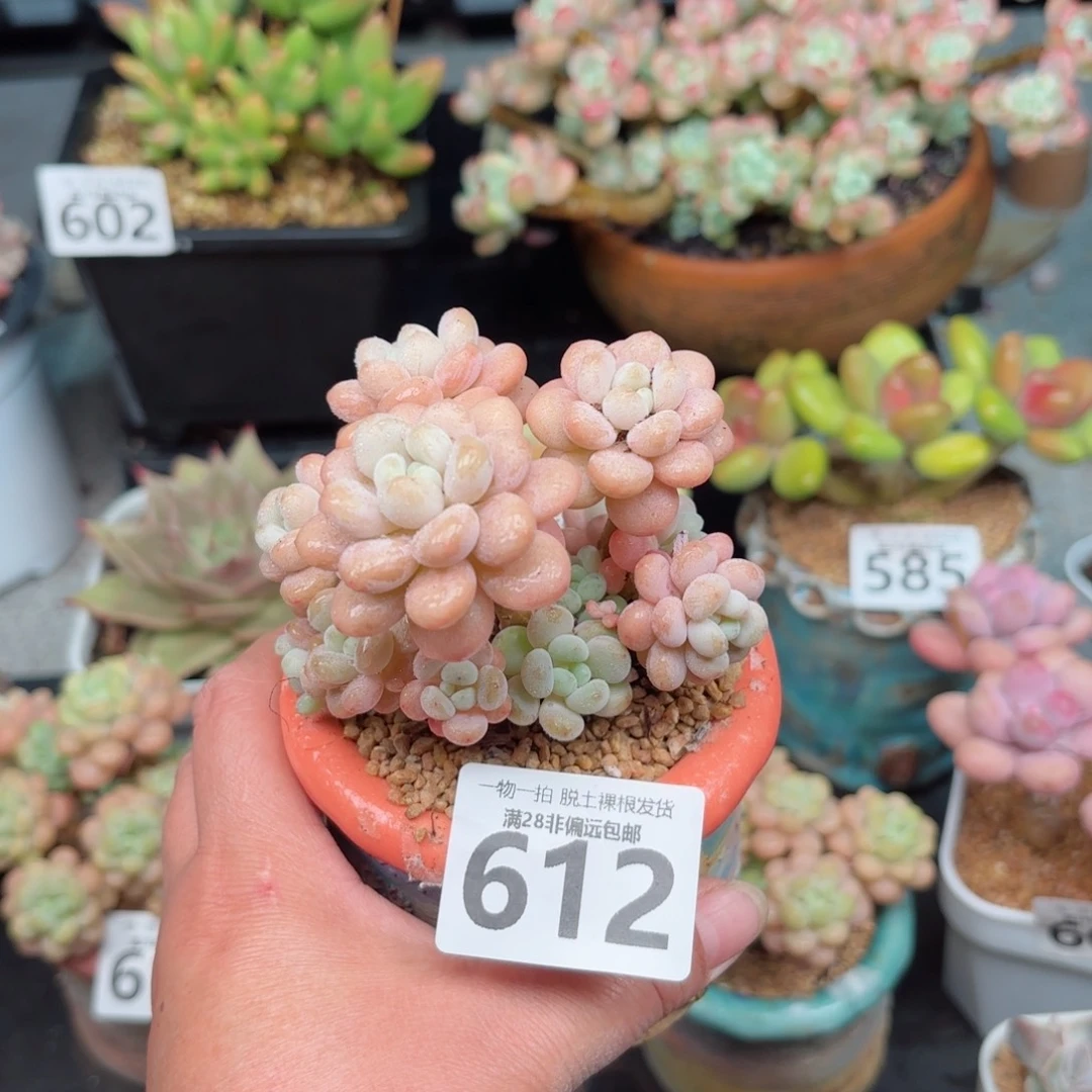 洛可可无盆土发货