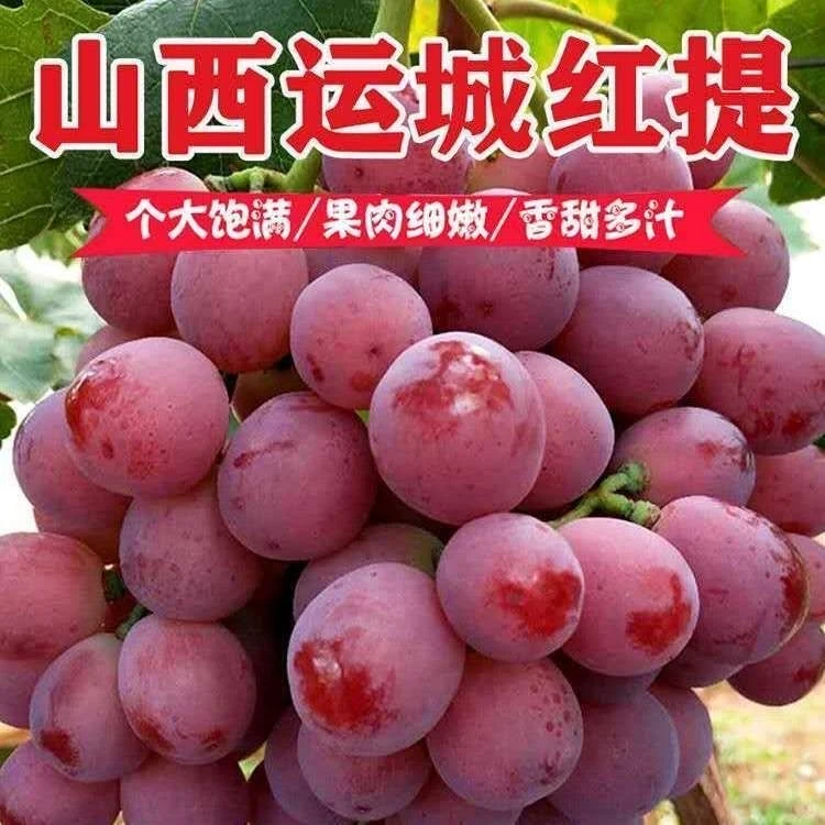 【产地直发】正宗新鲜现摘有籽红提葡萄当季水果非克伦生冰美人葡萄