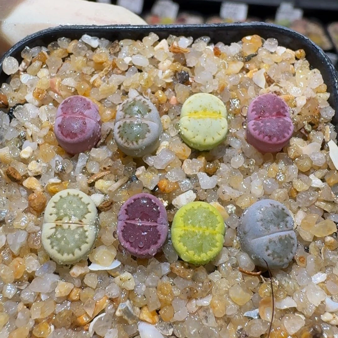 Ssss精品生石花1636
