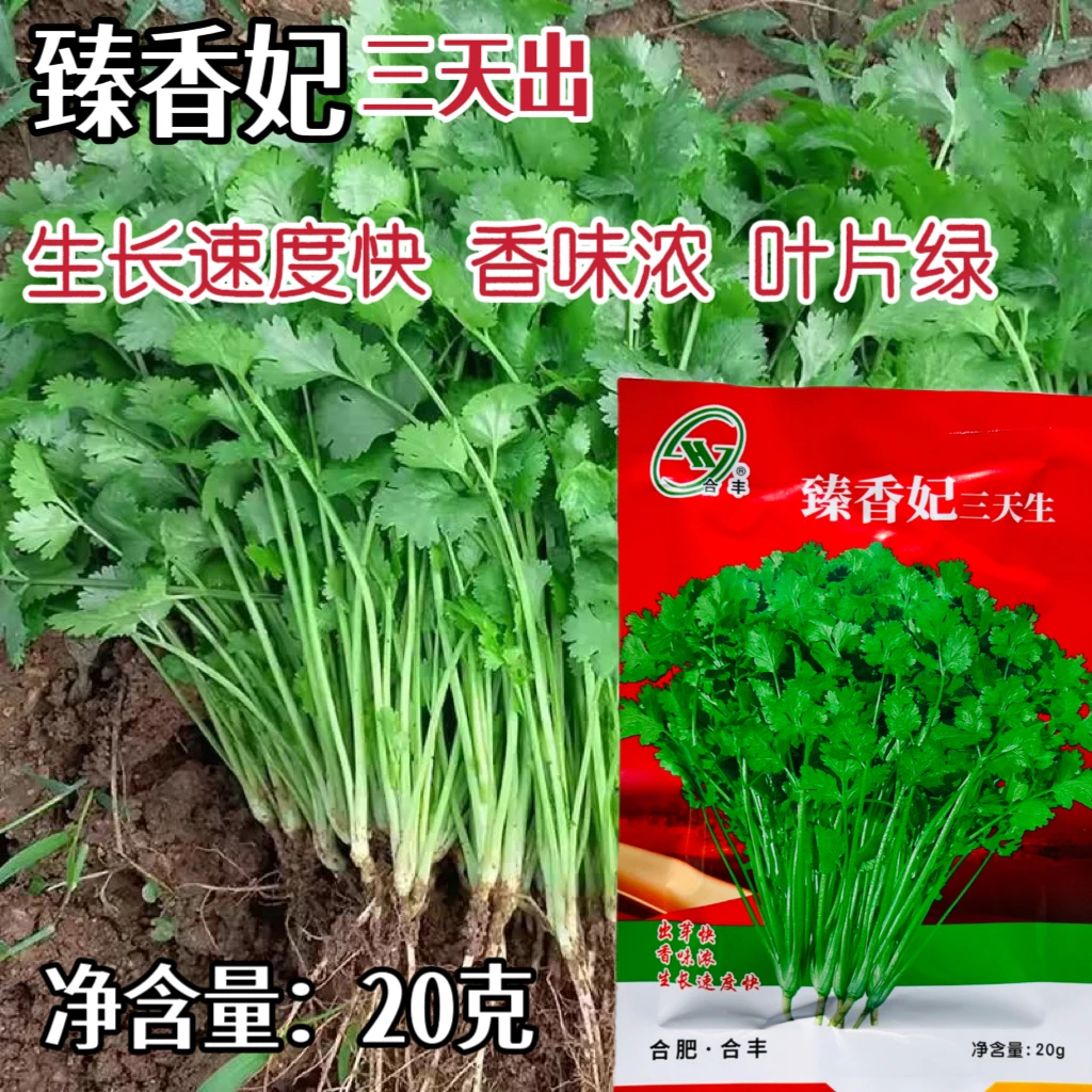 臻香妃三天生速生香菜种子阳台盆栽大叶芫荽种孑食用菜种蔬菜种籽