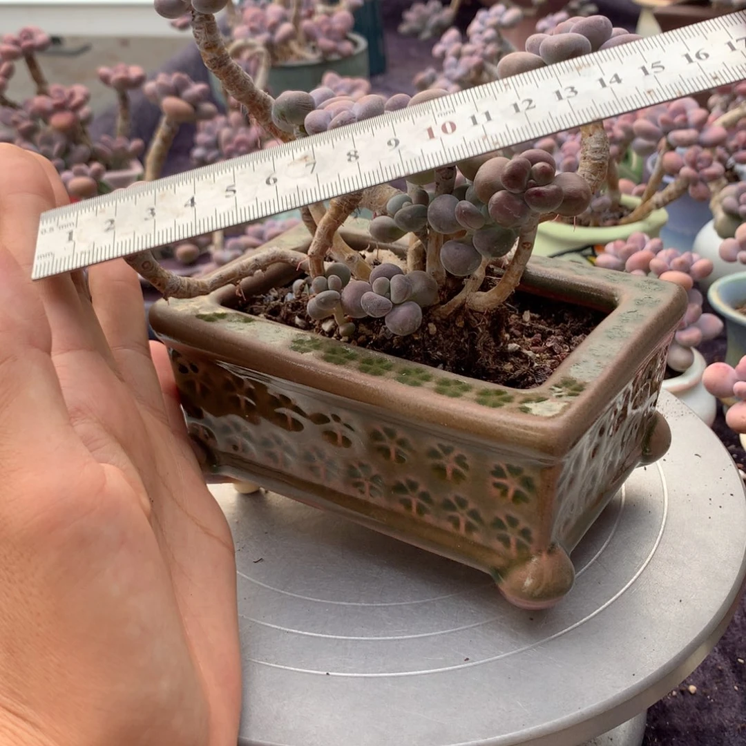 菜***鸟60号带盆偏远地区不包邮的
