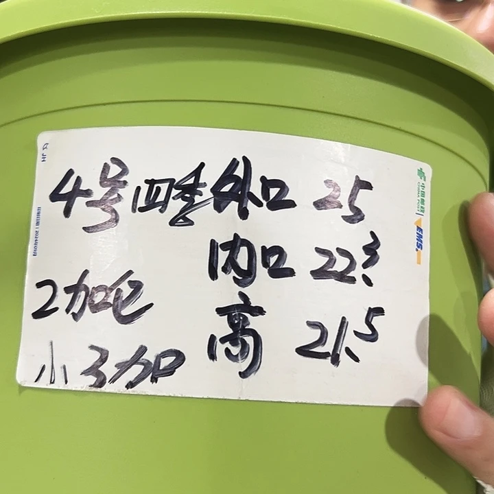 特价4号四季口25高21.5果绿无托8个