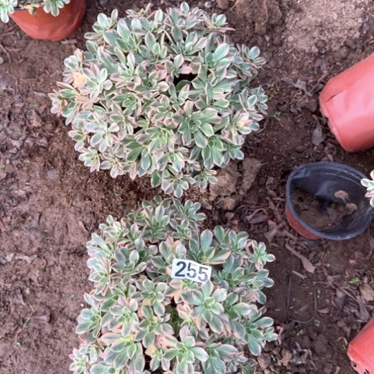 无花朵两颗甜茶255号不包断枝