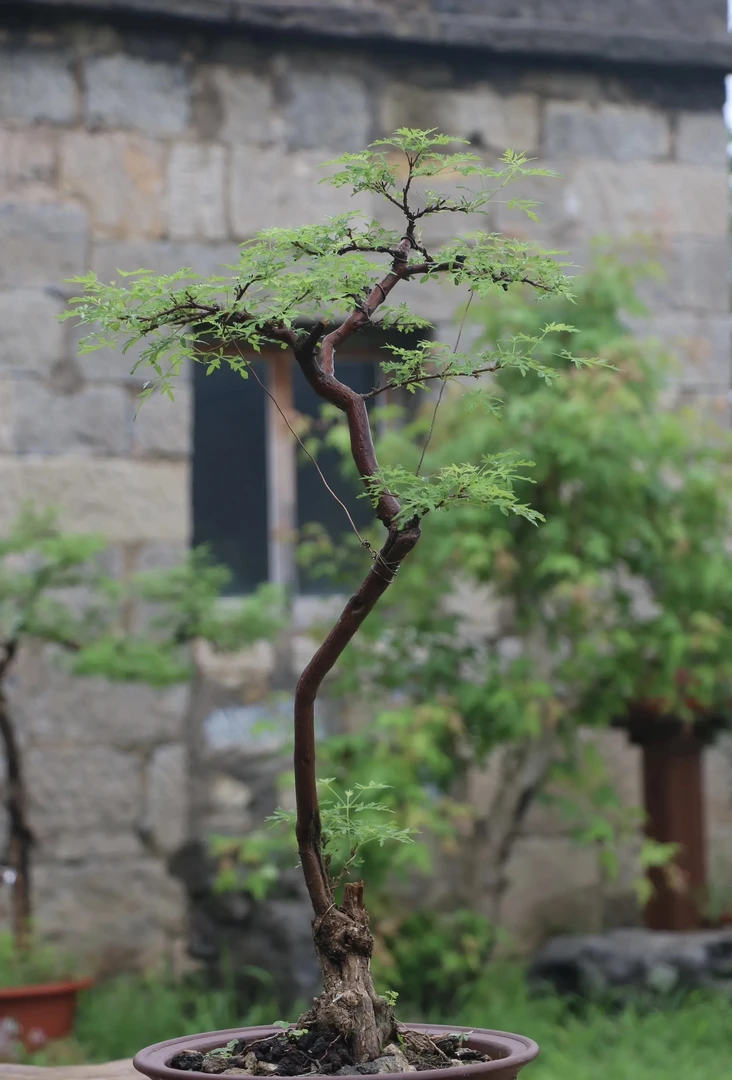 太行黄荆崖荆盆景素材办公室茶室绿植盆栽