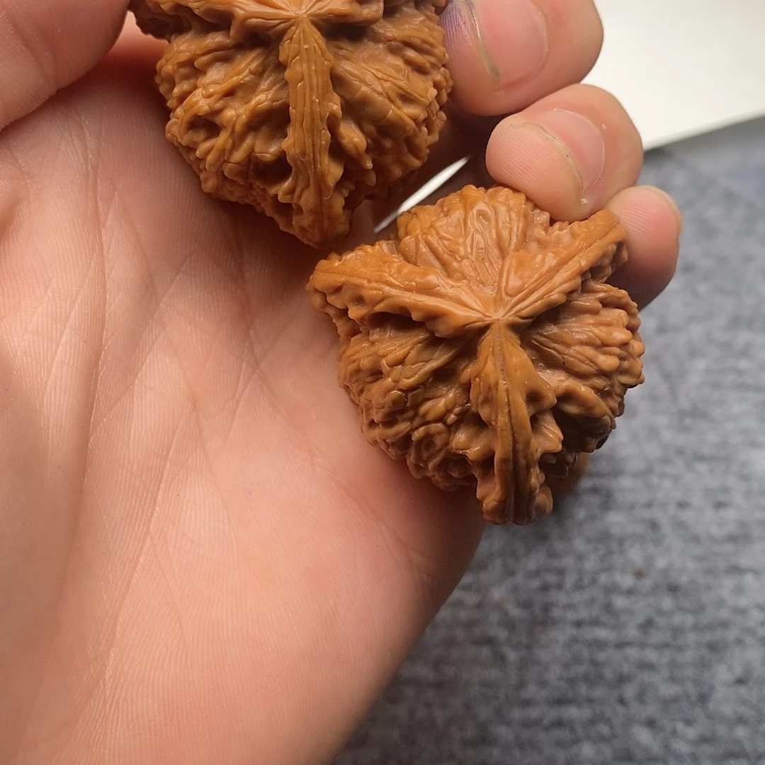 天**违白狮子11111111111111