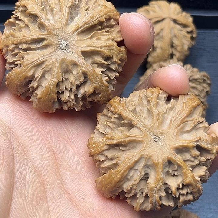 阿***爸木质类秦岭突突突突突突