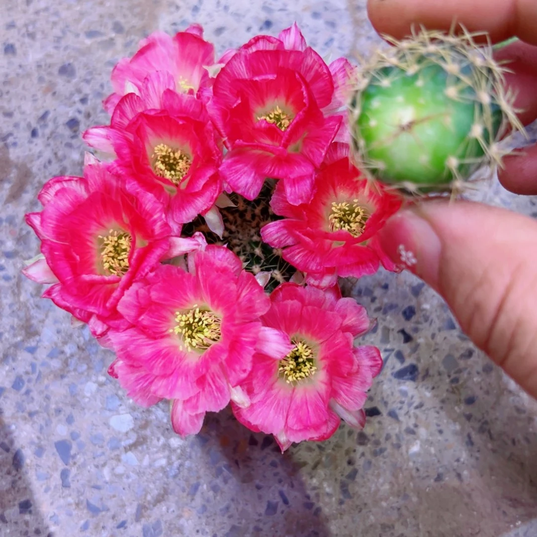 下14丽花红羽歪无根侧芽2一3公分左右20包邮