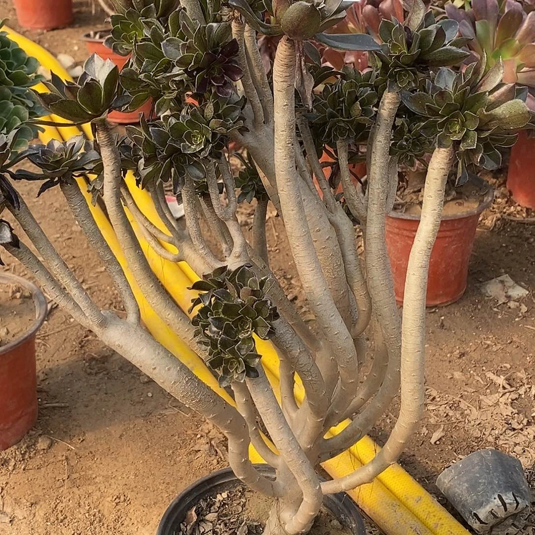 49 多肉植物不包断枝