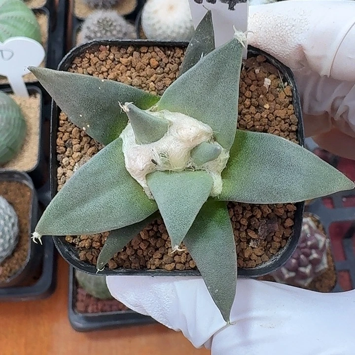 114号岩牡丹仙人球12