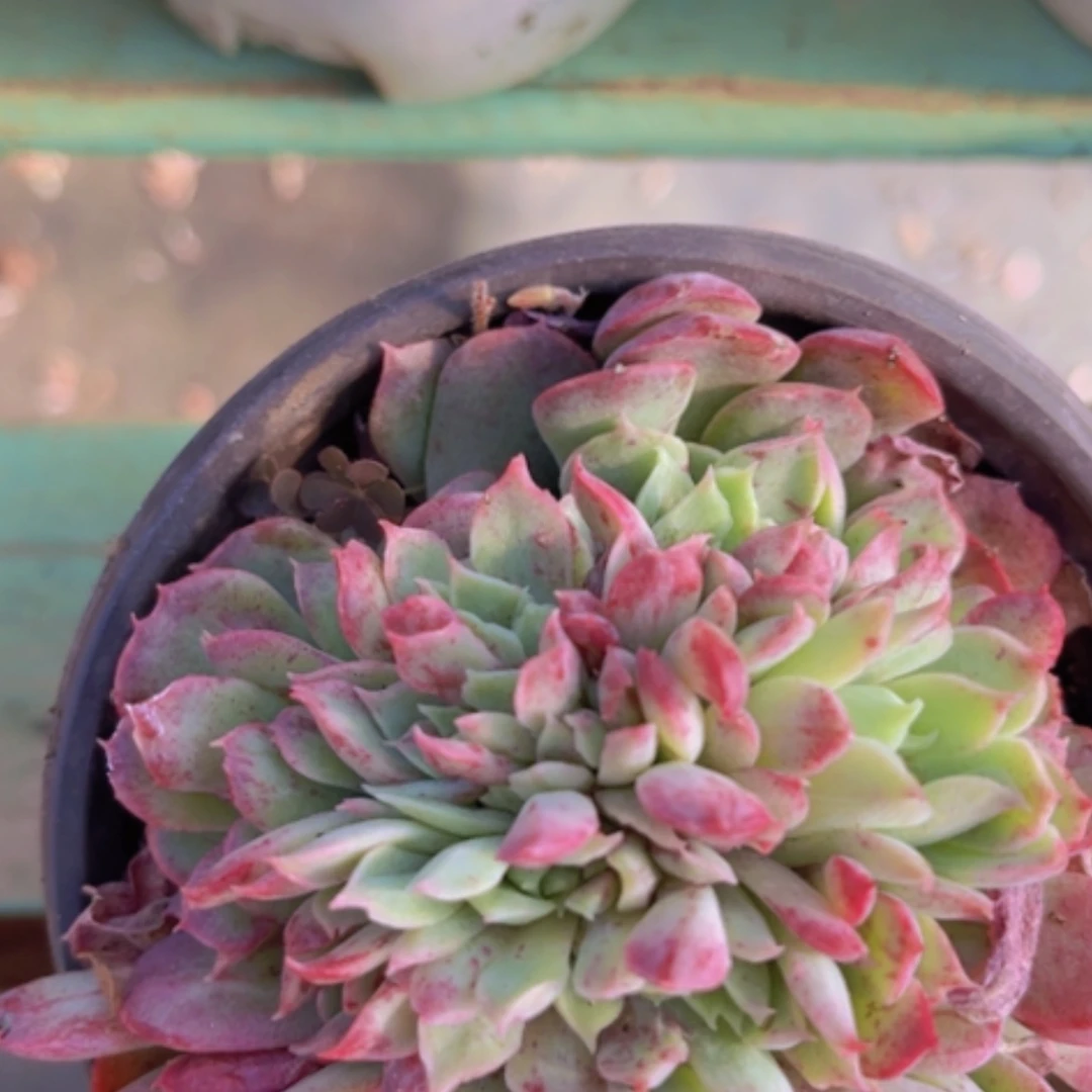 【闪购商品】朱砂痣缀19206