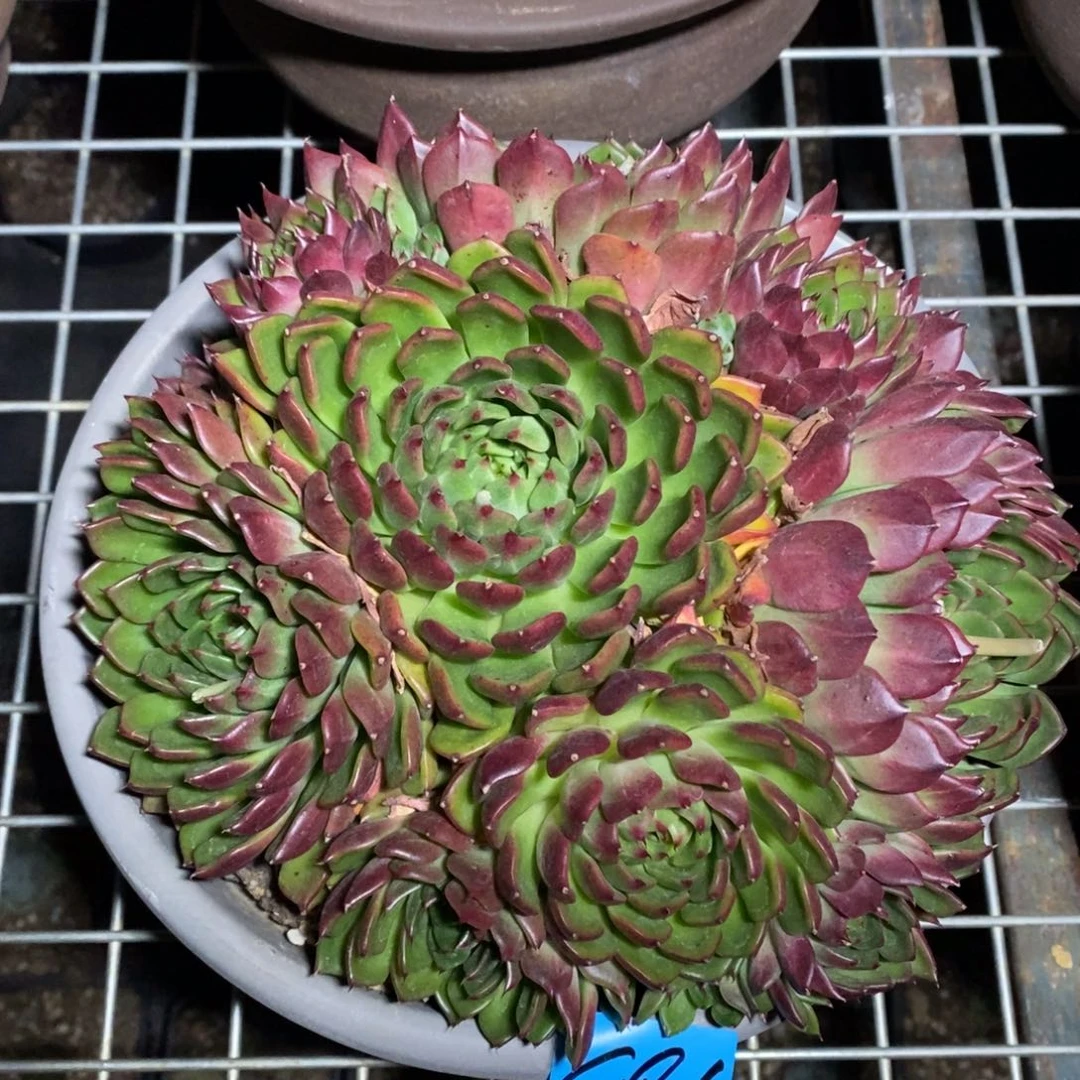 多肉植物多肉植物1816