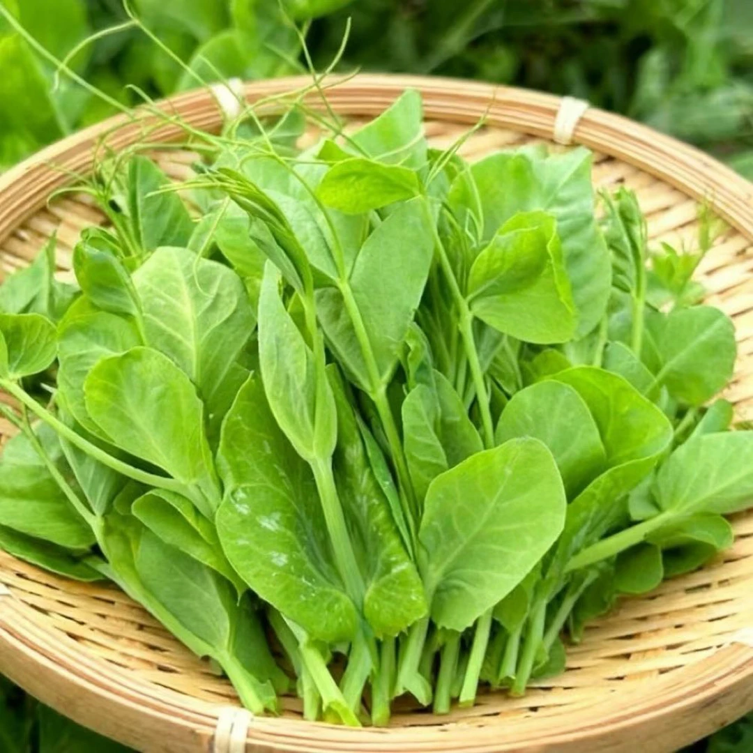 四川新鲜豌豆尖现摘现发应季豌豆苗龙须菜