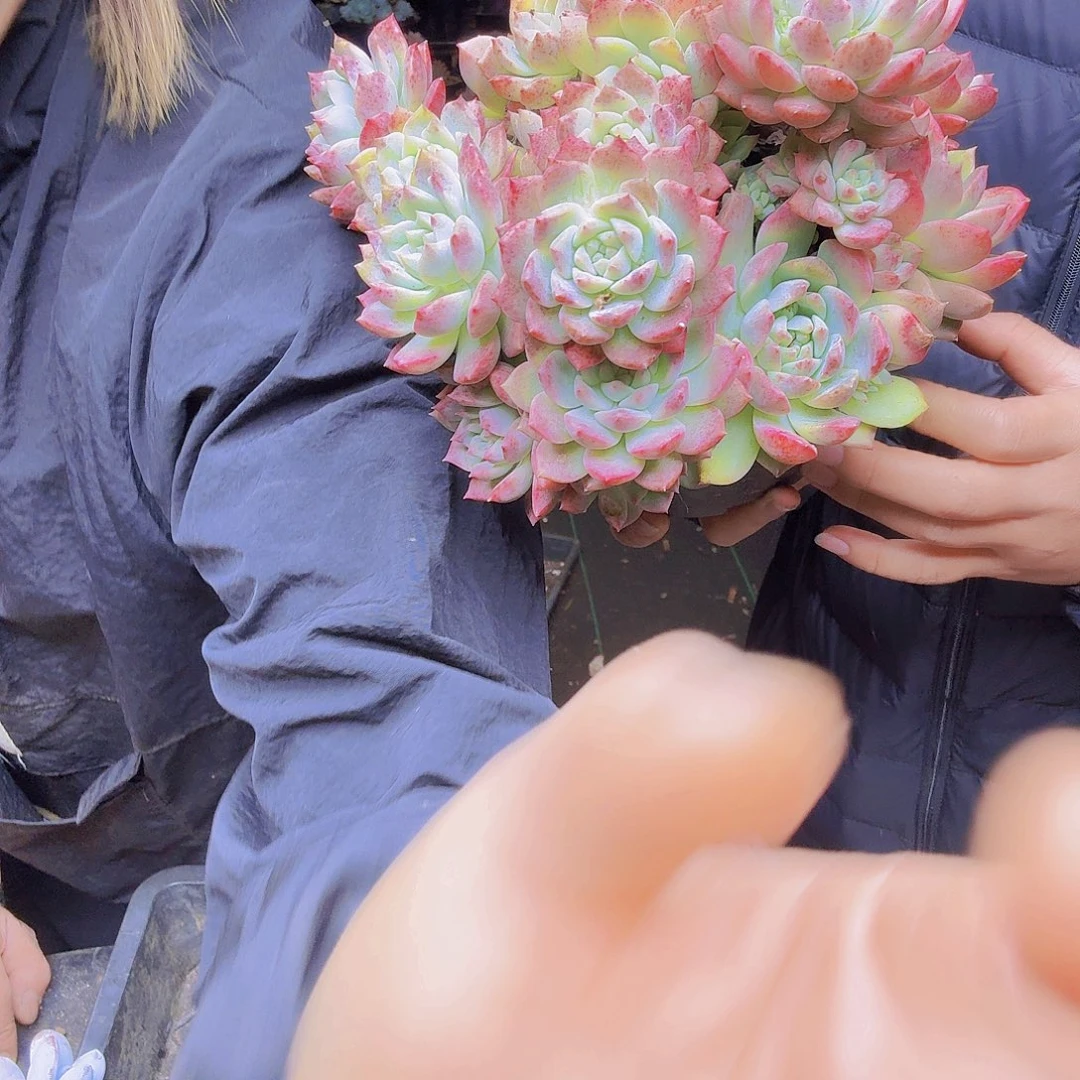 杨****054松花一物一拍松花