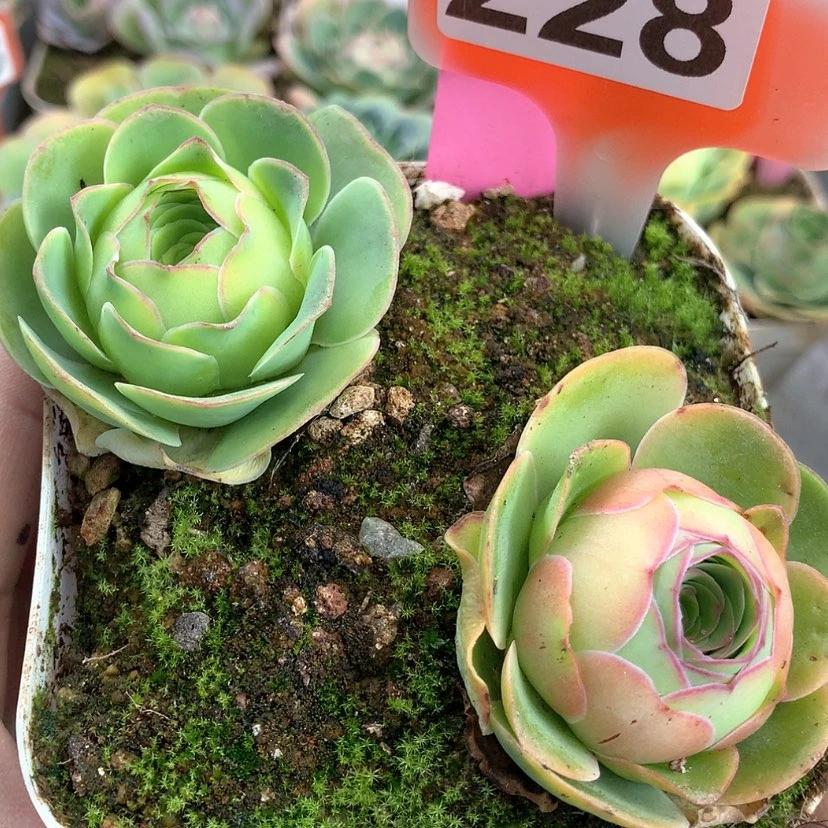 【闪购商品】a****eyjj228