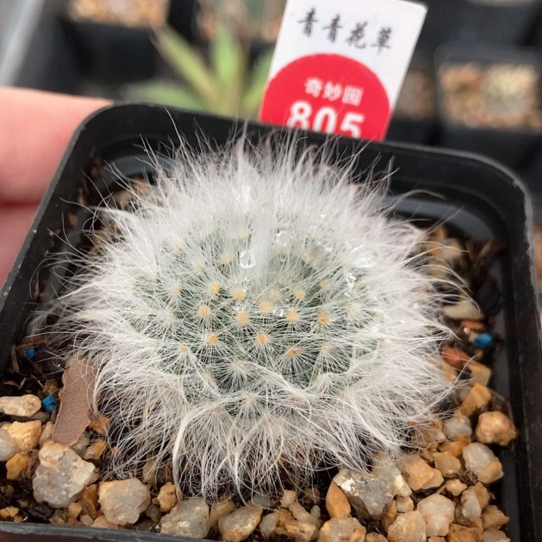 淡雪丸一颗仙人球混合