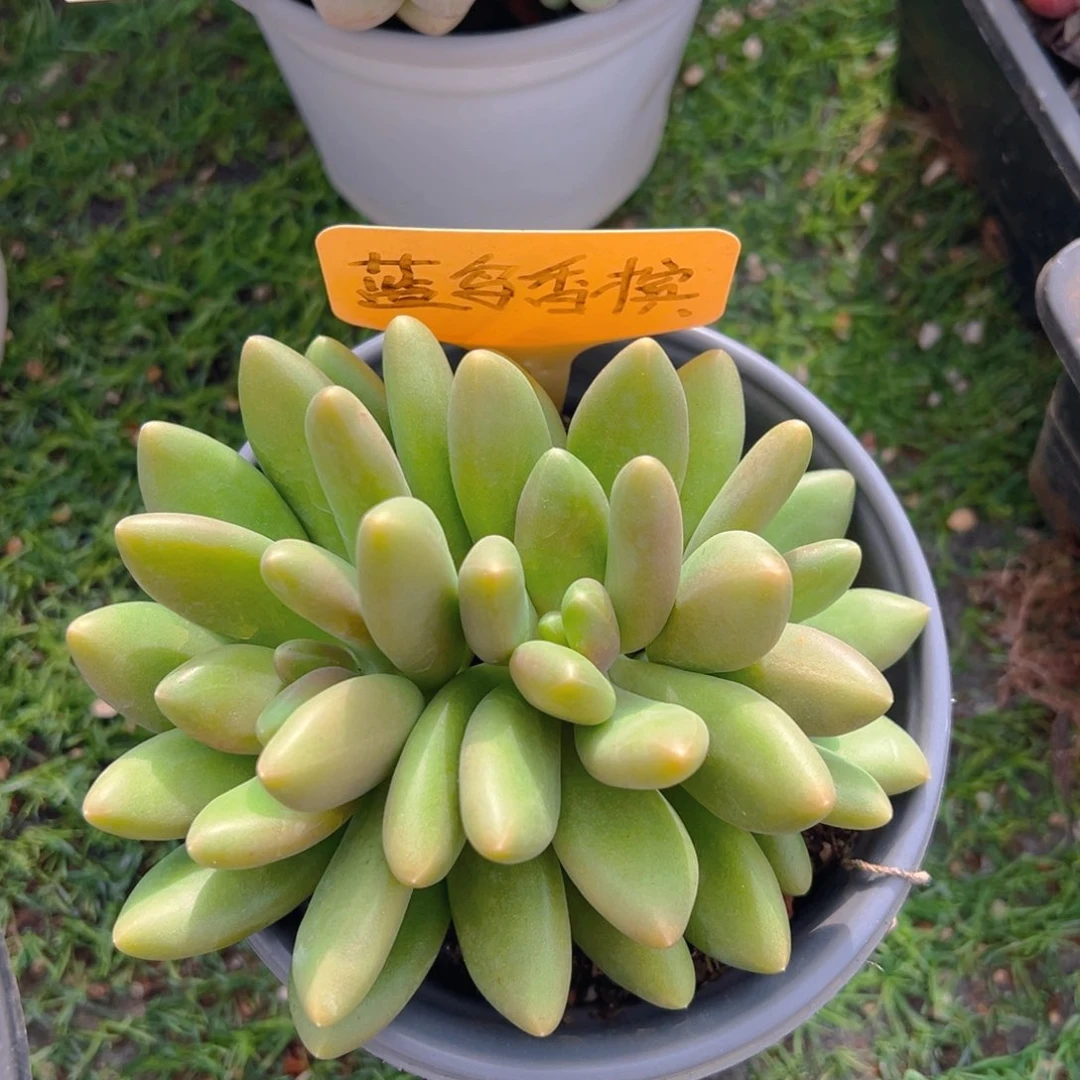 西****蛋福利来了来了来了来啦来