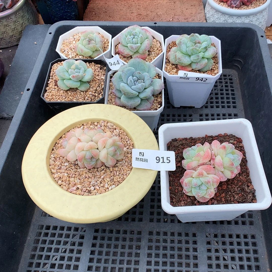 915冰玉多肉植物66666