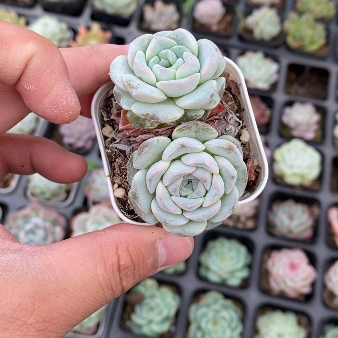 3 满十元包邮非偏远