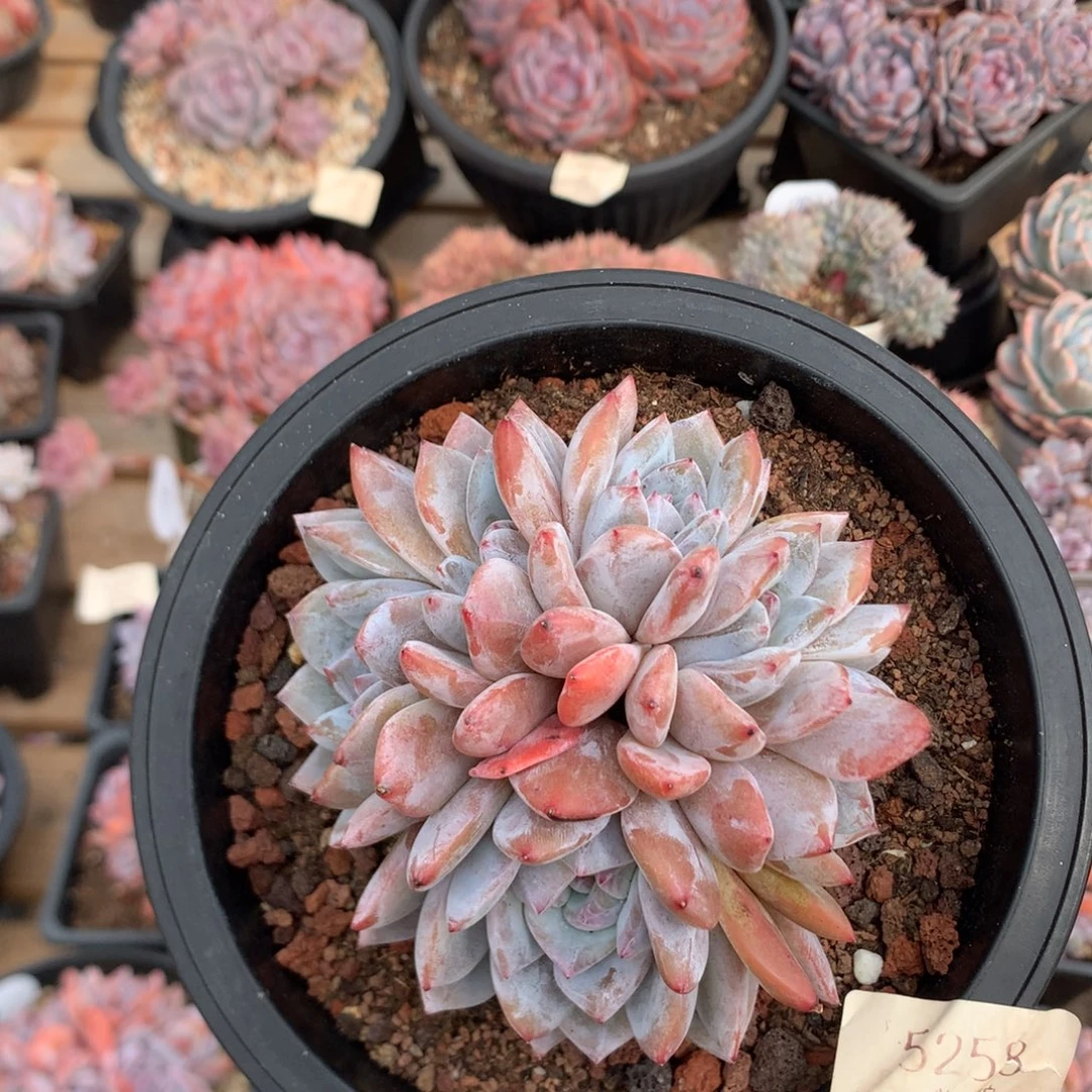 10.5厘米六头橙子胸花朵朵 5259