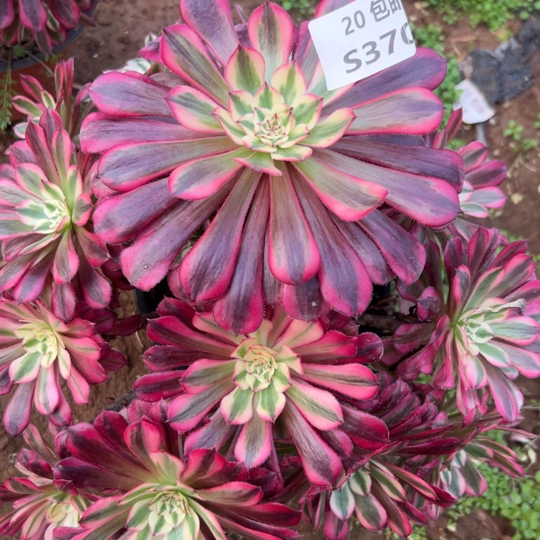 370红铜白，多肉法师