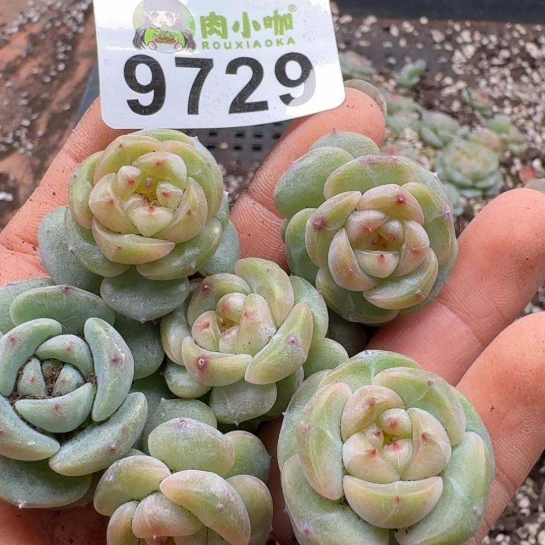 多肉植物多肉植物