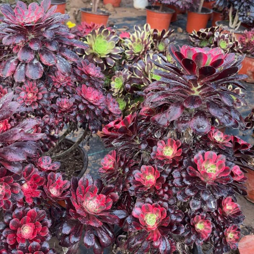 香奈儿木质老桩15.8多肉