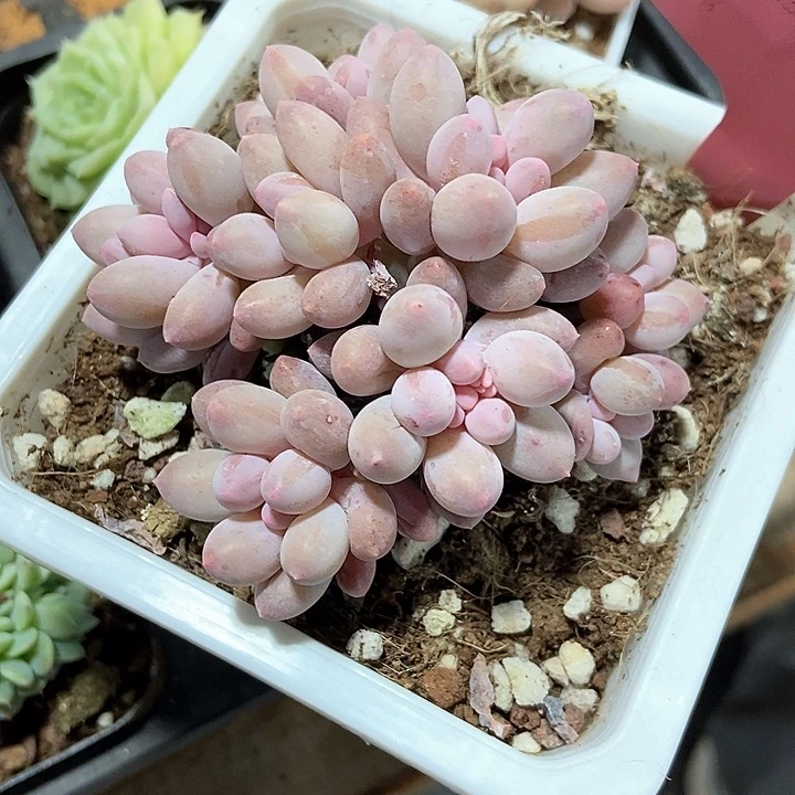 幸*多肉植物手指1428