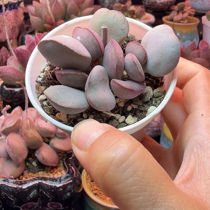 一物一拍，带盆发货