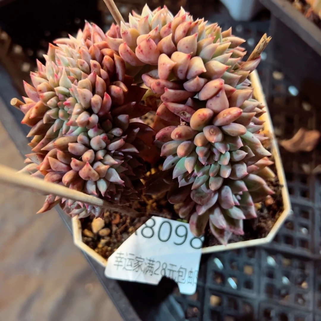 幸运的是我的朋友们