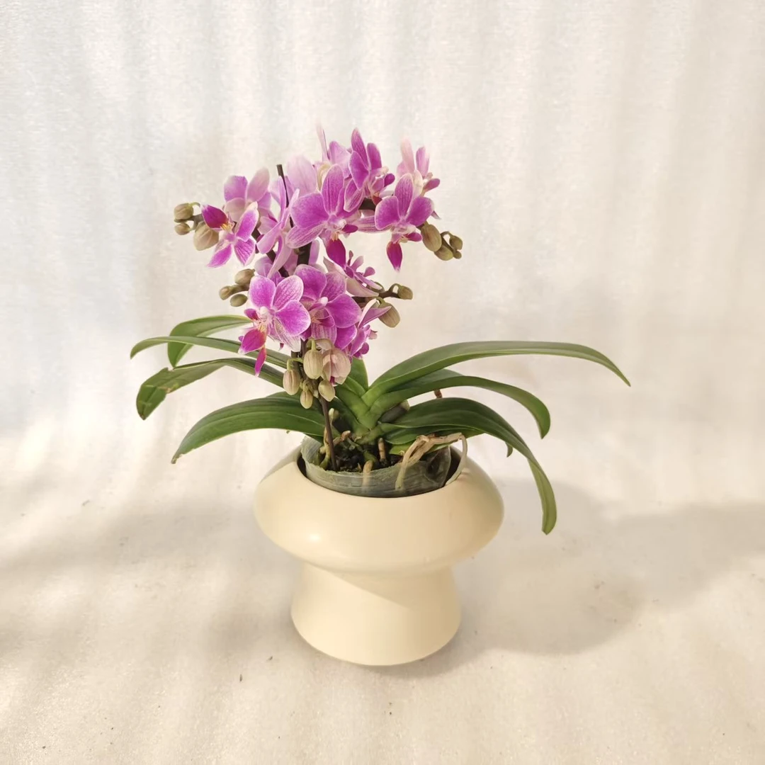 鲜花【香格里拉】蝴蝶兰室内种植观赏送礼带花发货