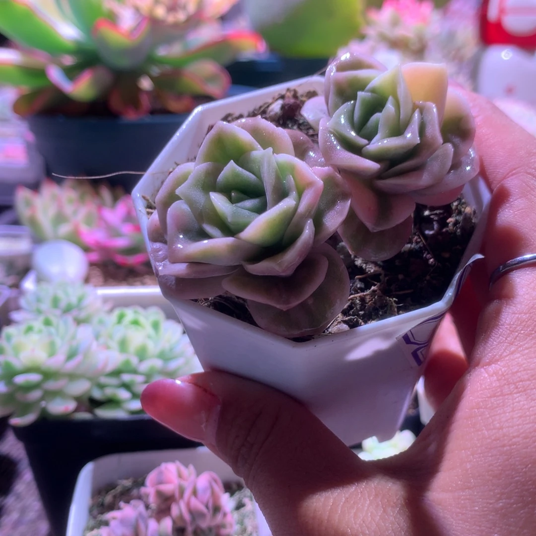 可爱玫瑰锦双头有根