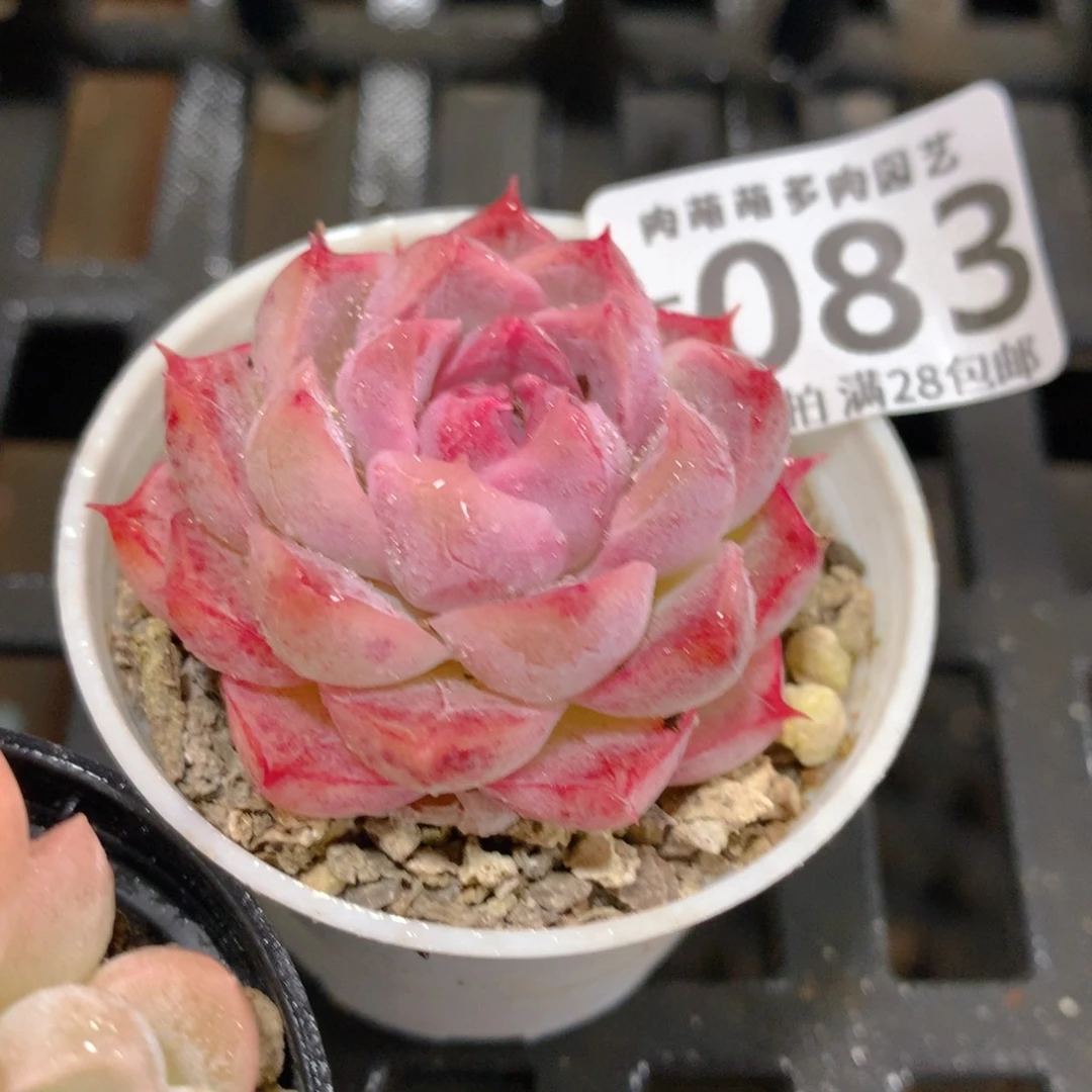 肉萌萌拇指盆精控多肉ZF083