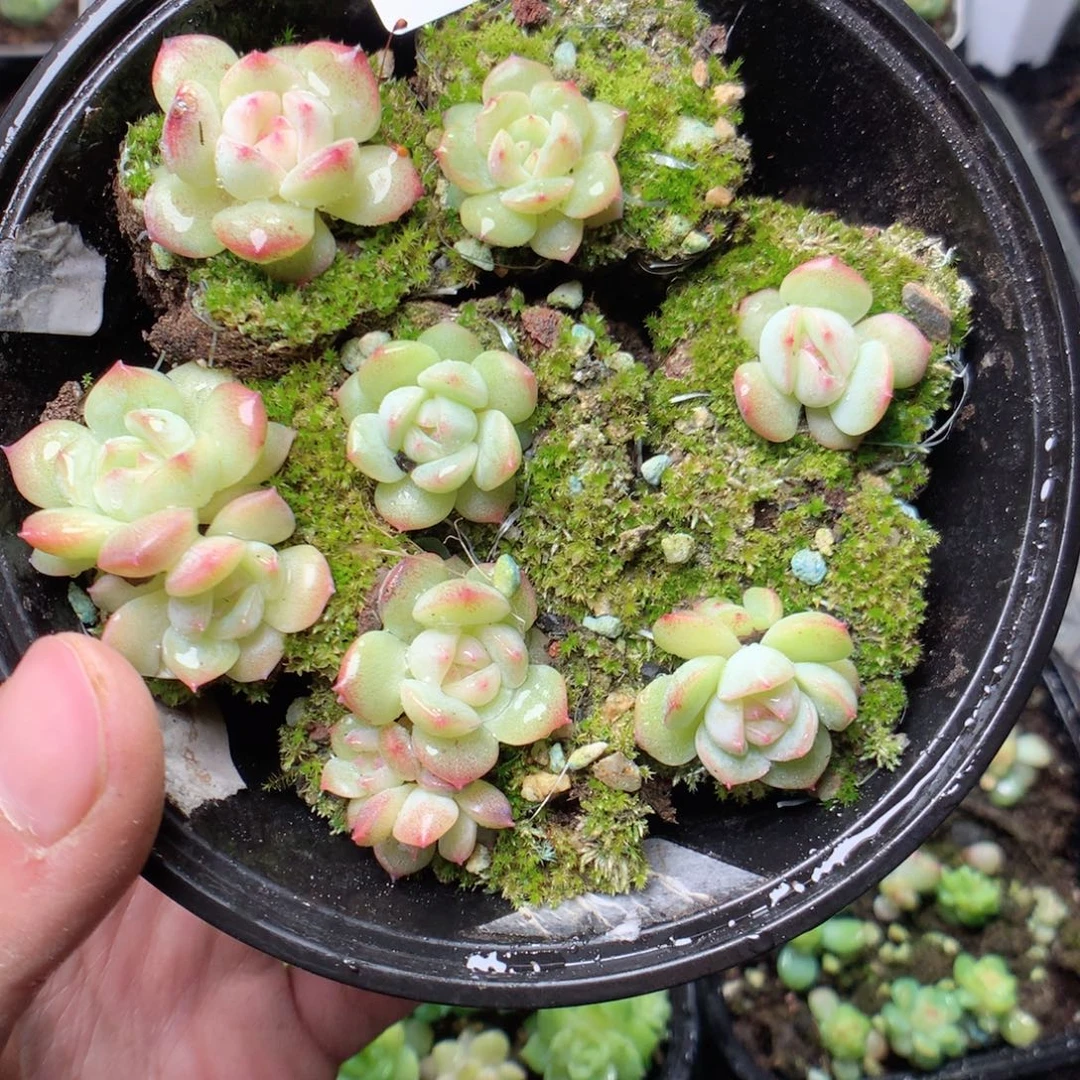 无花朵Q80珍妮yyyyy