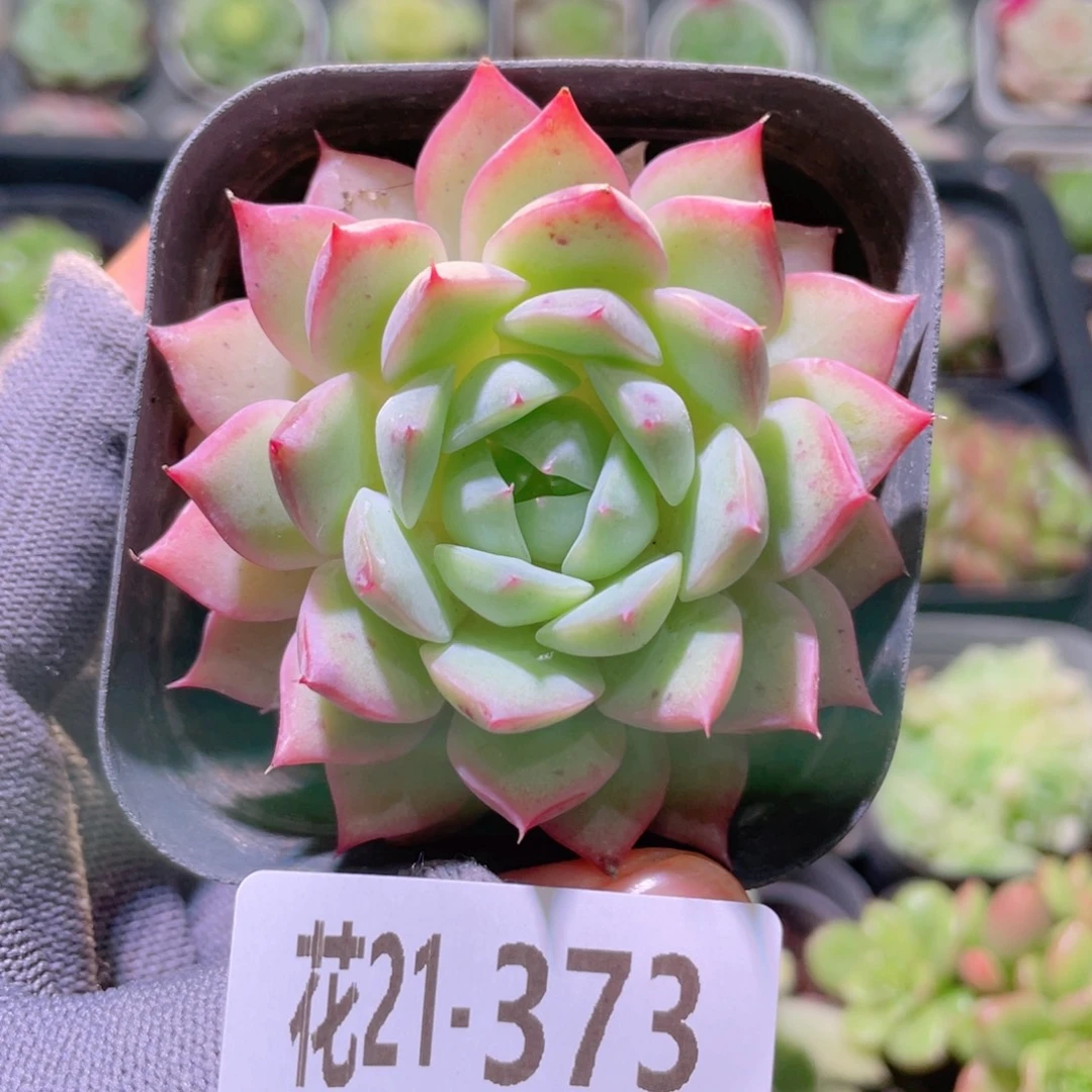 花利美21-373蒂比