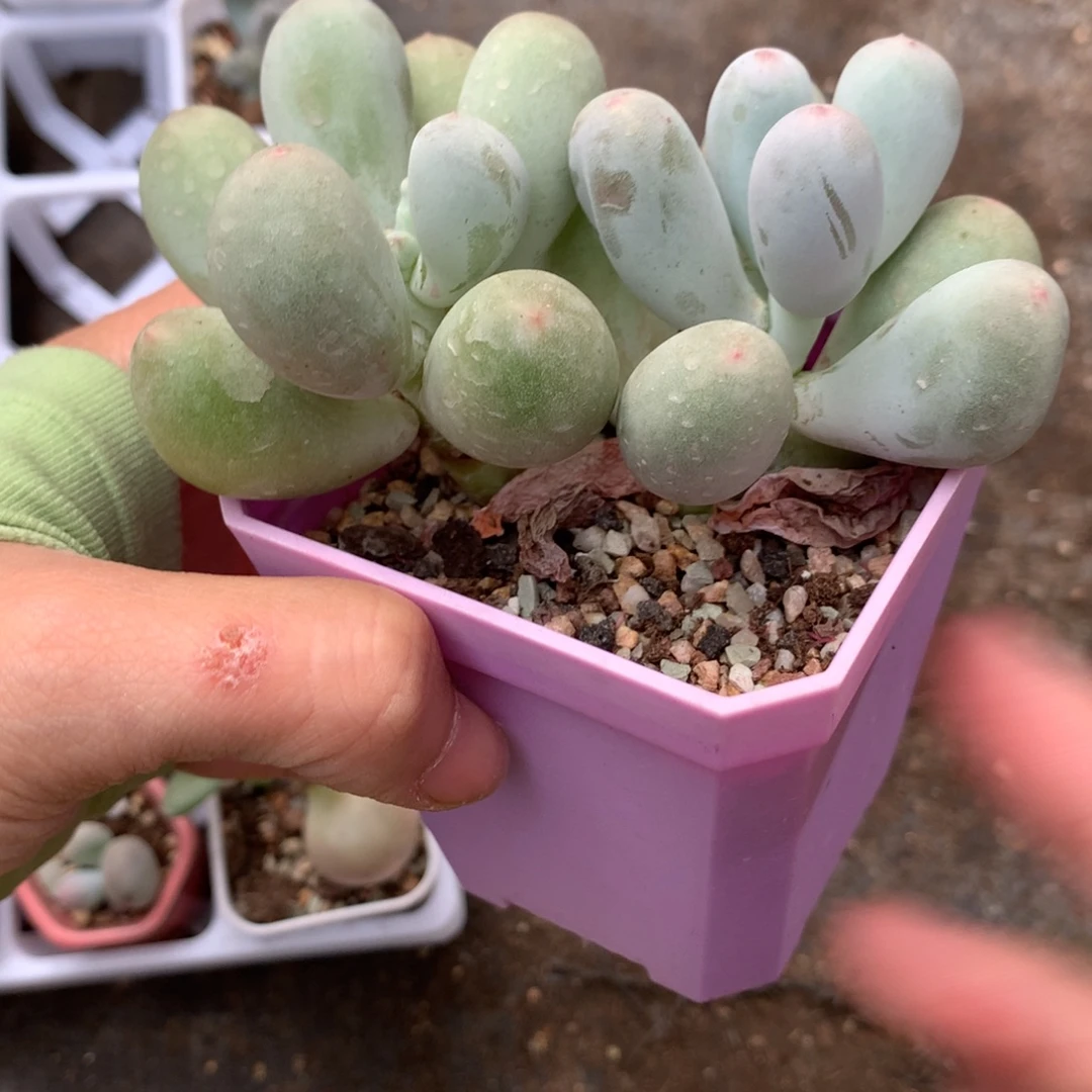 米可奶酪多肉韩国miken