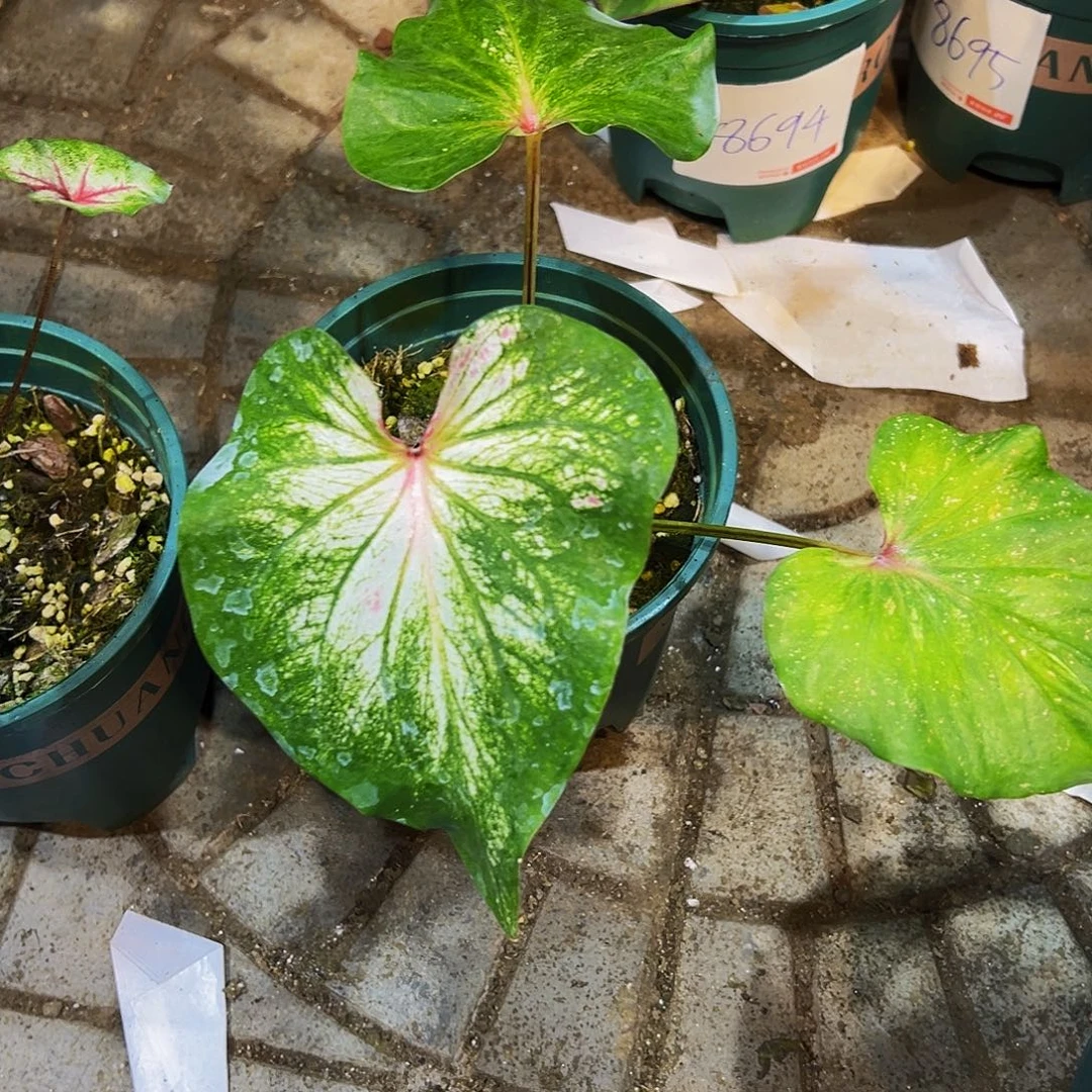 Y***g完全开放8690泰彩