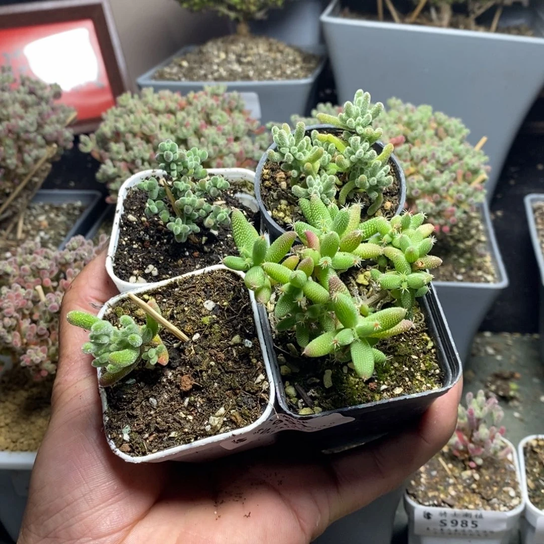 3*4991套餐4颗枝干番杏