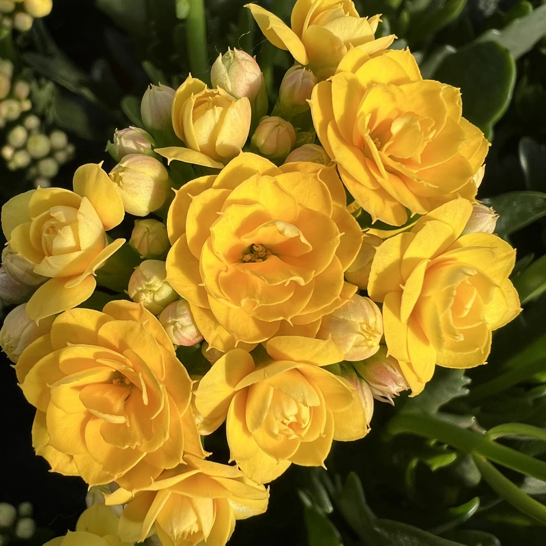 【露丝】长寿花 120盆打顶