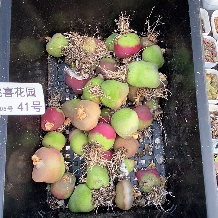 ✡️***桃喜花园0208-41毛