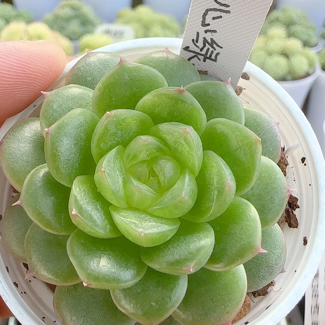 【闪购商品】0902-39（糖心水鬼）