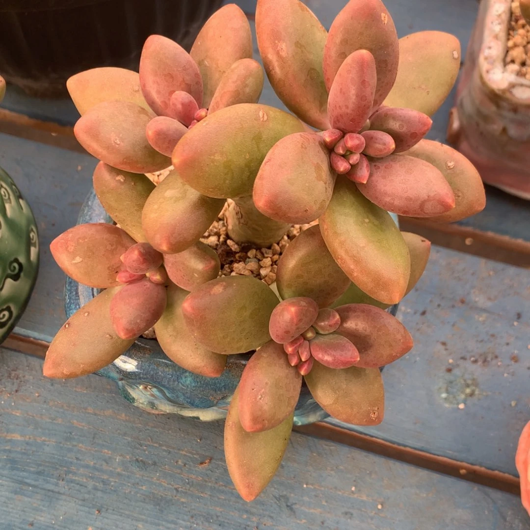 芒果奶无砍一物一拍