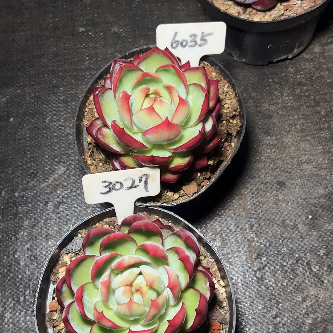 惊鸿仙子6035.3027号