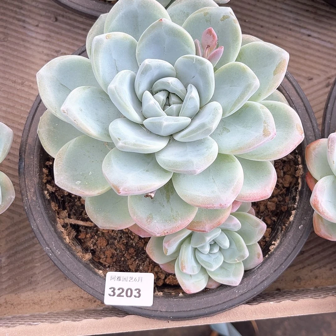 阿雅园艺。   3203