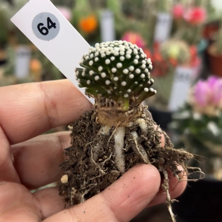 64号松针牡丹2.4厘米萝卜根