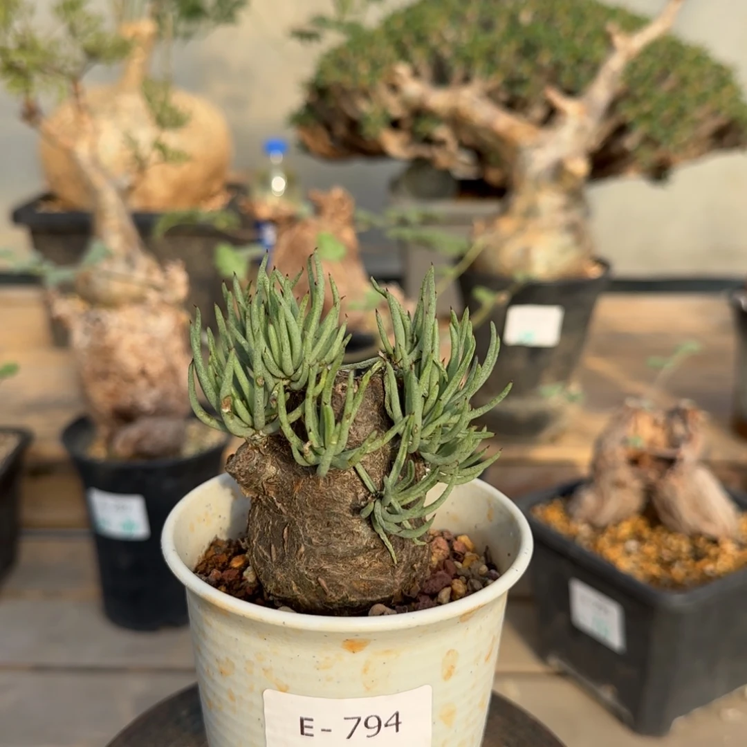 794白象奇峰锦块根植物