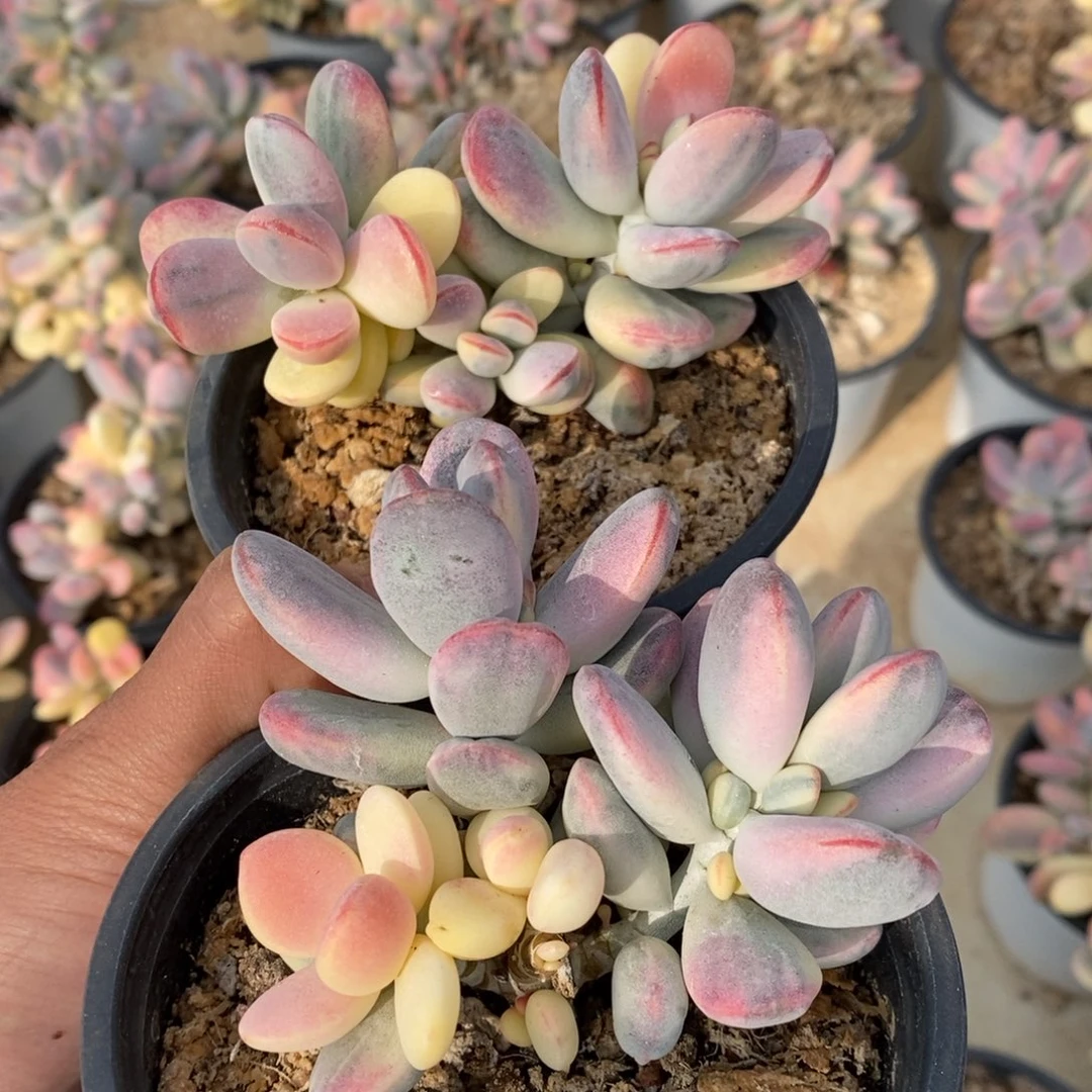 福娘锦多肉植物1号