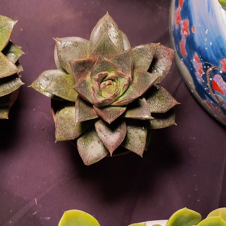 福利多肉植物多肉