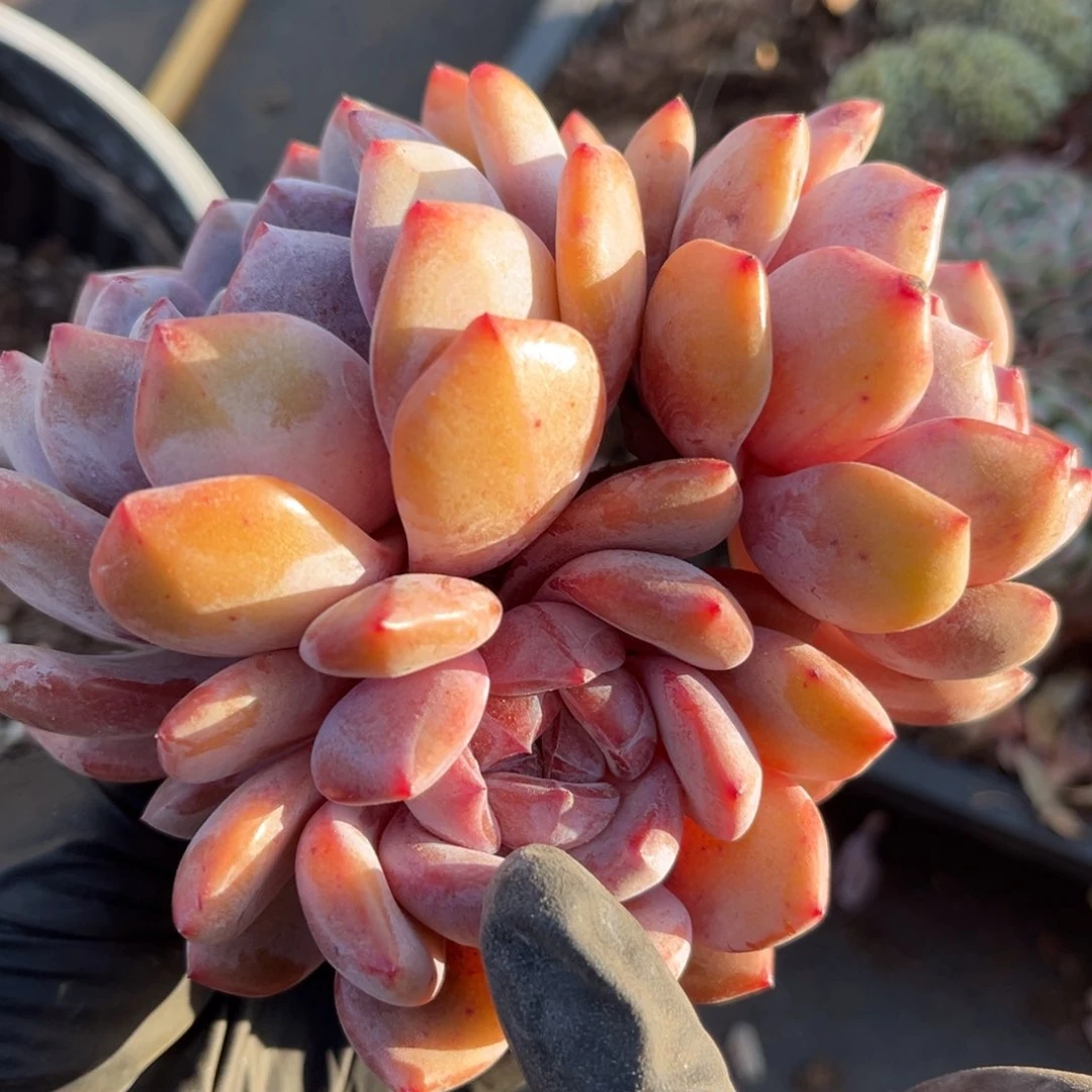 植*学12234665878958885