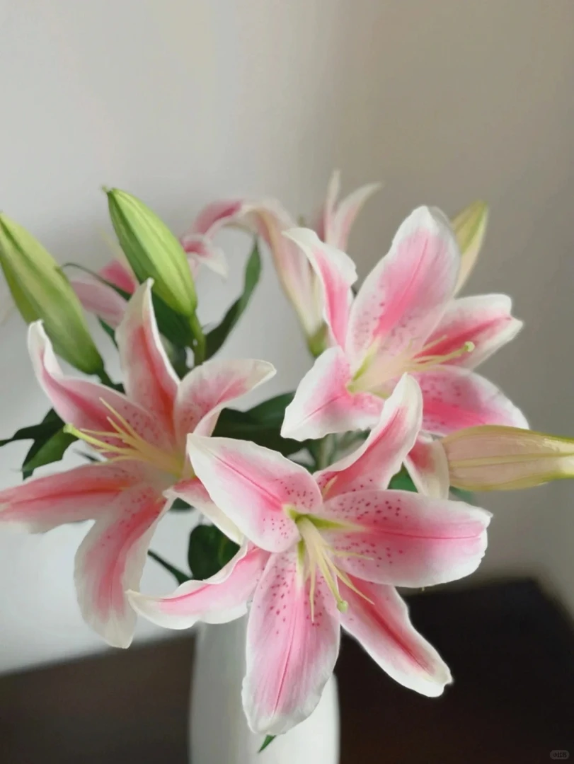 （曼曼）混头索尔邦香水百合买5支送5支（到手10支）20%防损部2单包邮