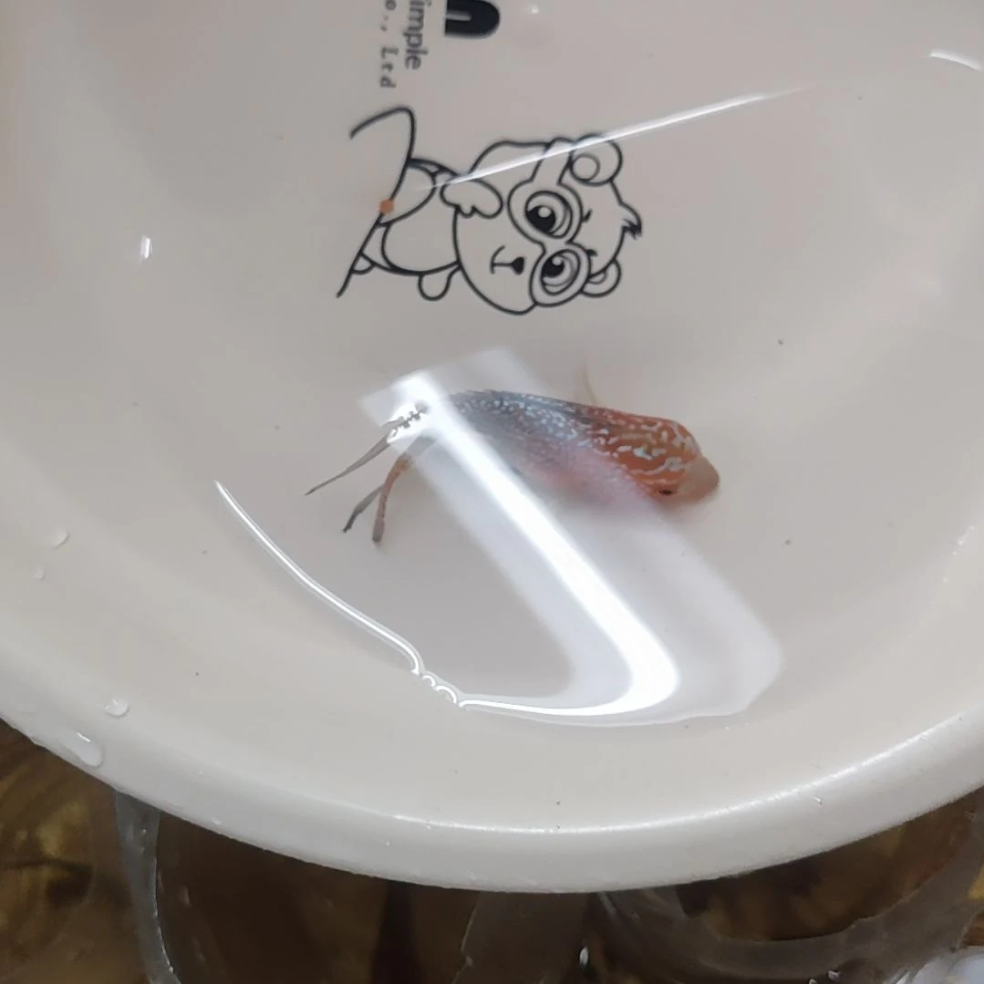 罗汉鱼鱼44444444444